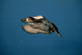 ..::Pochard::..